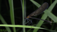 Atrocalopteryx atrata