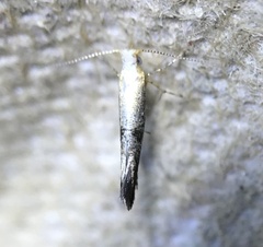Argyresthia subreticulata