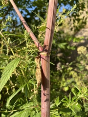 Angelica archangelica