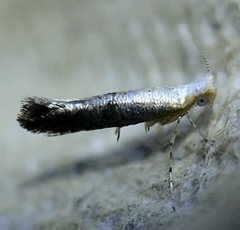 Argyresthia subreticulata