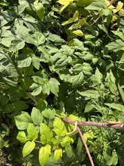 Angelica archangelica