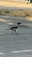 Corvus cornix