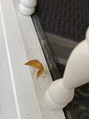 Pyrausta bicoloralis