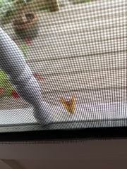 Pyrausta bicoloralis