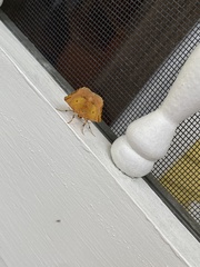 Pyrausta bicoloralis