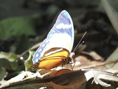Euphaedra rattrayi