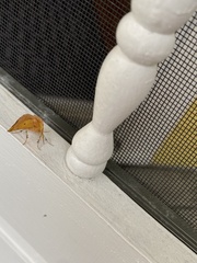 Pyrausta bicoloralis