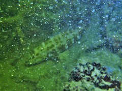 Epinephelus