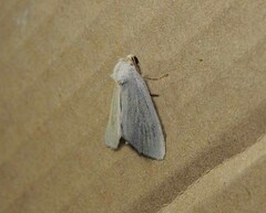 Photedes morrisii sohnretheli