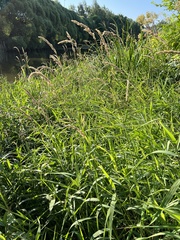 Phalaris arundinacea