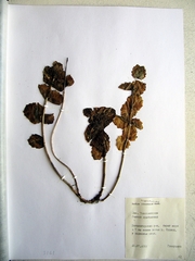 Hylotelephium ussuriense