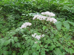 Thalictrum tuberiferum
