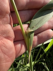 Phalaris arundinacea