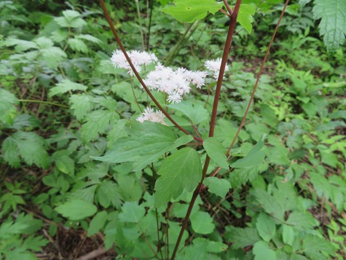 Image of Thalictrum tuberiferum by (c) Marco Mussita, some rights reserved (CC BY)