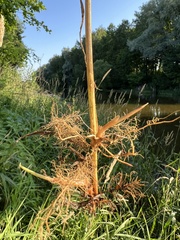 Phalaris arundinacea