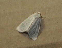 Photedes morrisii sohnretheli