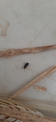 Coleoptera