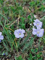 Linum austriacum marschallianum