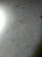 Latrodectus geometricus