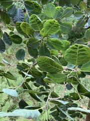 Magnoliopsida