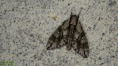 Dolbina tancrei