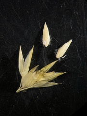 Phalaris arundinacea