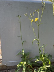 Sonchus arvensis uliginosus