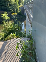 Sonchus arvensis uliginosus