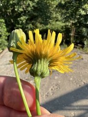Sonchus arvensis uliginosus