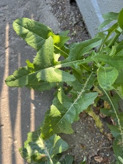 Sonchus arvensis uliginosus