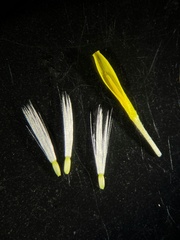 Sonchus arvensis uliginosus