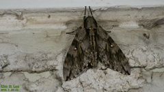 Dolbina tancrei