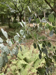 Magnoliopsida