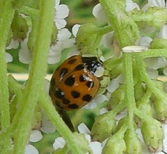 Harmonia axyridis