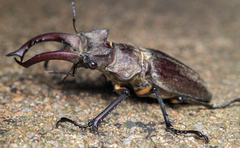 Lucanus maculifemoratus dybowskyi