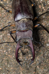 Lucanus maculifemoratus dybowskyi