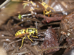 Vespula sulphurea