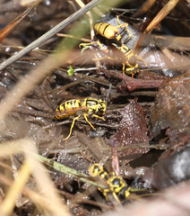 Vespula sulphurea