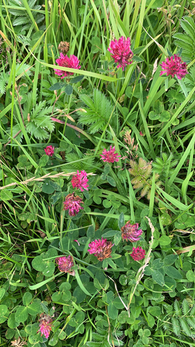 Raudonasis dobilas nuotrauka