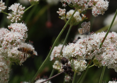 Euphilotes battoides