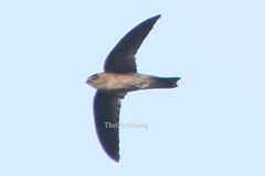 Aerodramus maximus