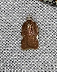 Acleris cervinana