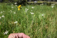 Kyhosia bolanderi