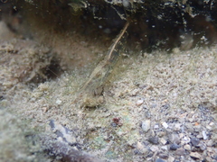 Atyaephyra desmarestii