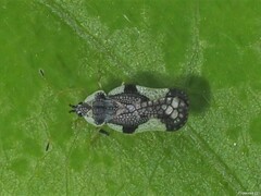Leptopharsa clitoriae