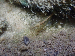 Atyaephyra desmarestii