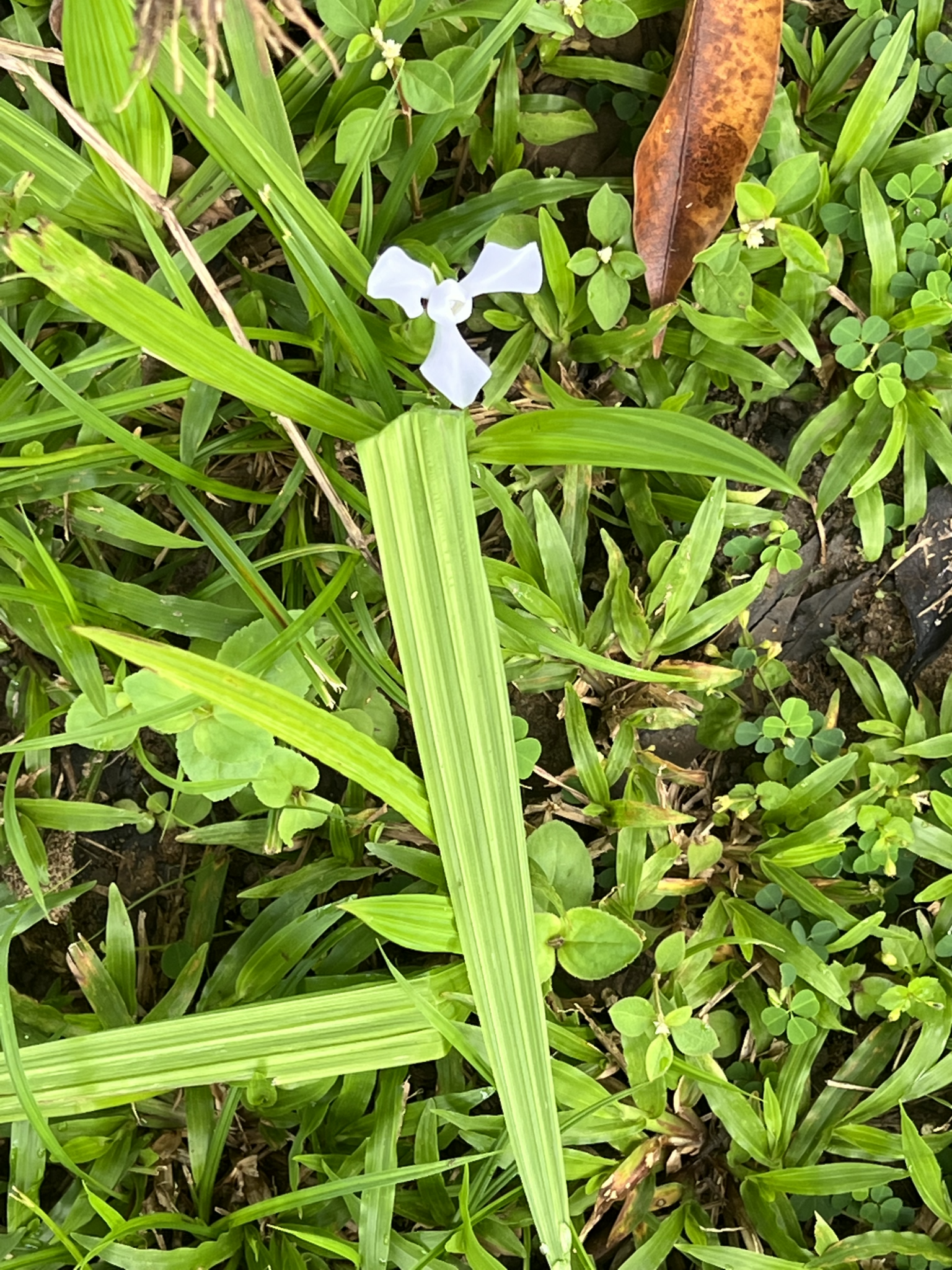 Cipura paludosa