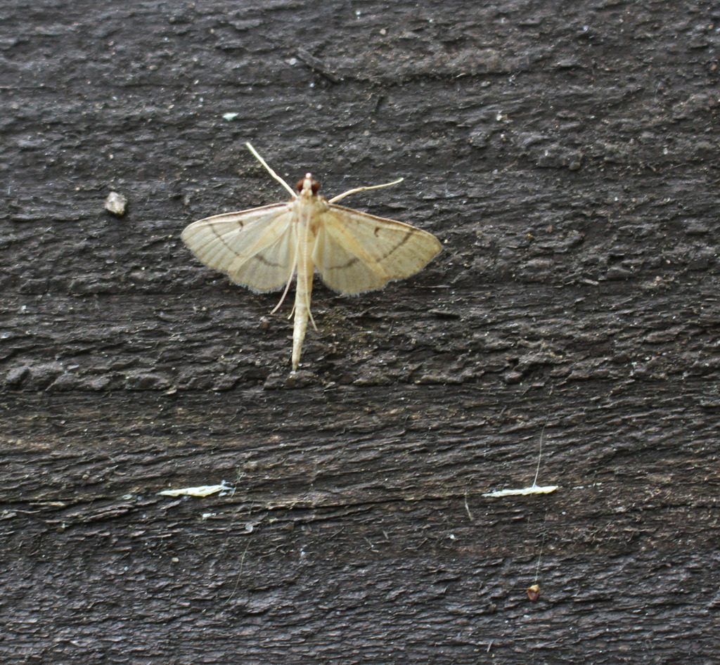 Bradina trigonalis