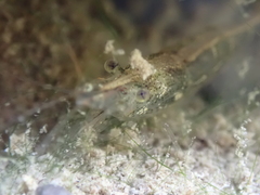 Atyaephyra desmarestii