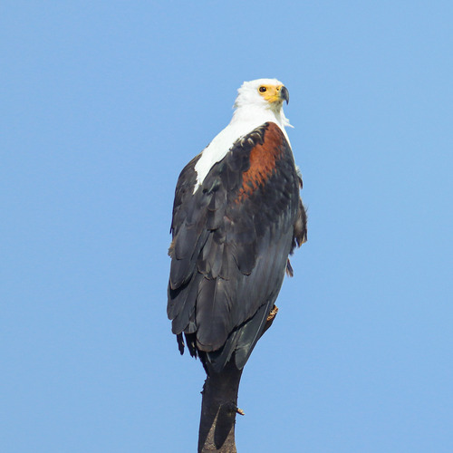 African Fish-Eagle